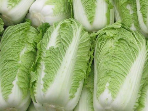 东北大白菜